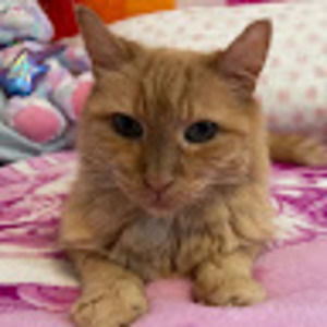 Meet your Posher, Bella